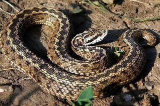 Morso da una vipera mentre cerca tartufi: 69enne in Rianimazione