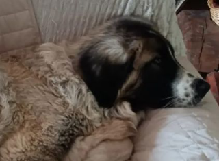 Addio a Diego, la mascotte di CsaIn Abruzzo: rinviata la Dog Run all’Aquila