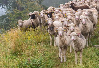 Allerta Blue Tongue: sei focolai accertati nella provincia dell’Aquila, Asl1 in piena mobilitazione
