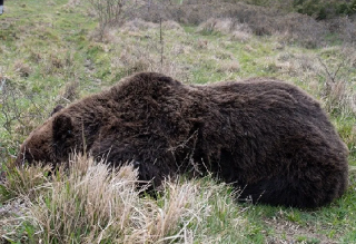 Mistero sulla morte dell’orso marsicano: trovato senza vita con pallini nel corpo