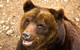 Nuovi attacchi dell’orso tra Trasacco e Collelongo: colpito anche un cavallo