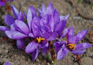 Zafferano dell’Aquila DOP: vent’anni di eccellenza tra tradizione e futuro