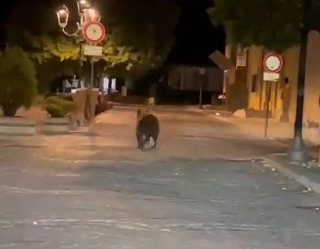 Orso avvistato per le vie di Lecce nei Marsi: convocato vertice sulla convivenza uomo-fauna
