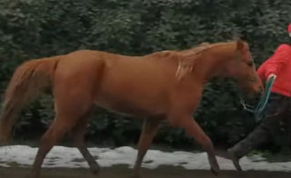 Avezzano, ucciso dal calcio di un cavallo sul cuore