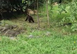 L’orsetta Nina pronta per tornare in natura
