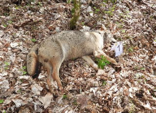 Cinque lupi trovati morti ad Alfedena