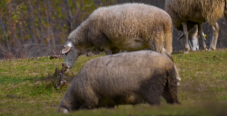 Blue Tongue, aiuti agli allevatori: dalla Regione Abruzzo 400 mila euro per le aziende colpite