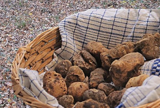 L’Aquila capitale del tartufo: la fiera che rilancia l’Abruzzo nel mondo