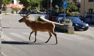 Villalago, turista colpita da un cervo: prognosi di 15 giorni