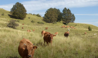 Alta Valle del Volturno, alpeggio vietato per TBC: violazioni da parte di un allevatore