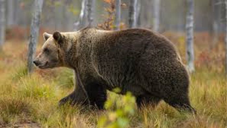 Parco d’Abruzzo, avvistata un’altra orsa con cuccioli: l’appello ai visitatori