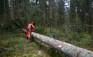 L’Aquila, 72enne muore schiacciato da un albero nei boschi di Pereto